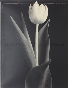 Image description is not available for 2007.073